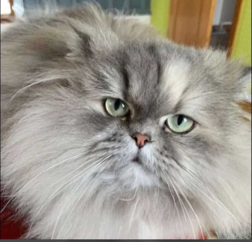 Perserkatze, grau