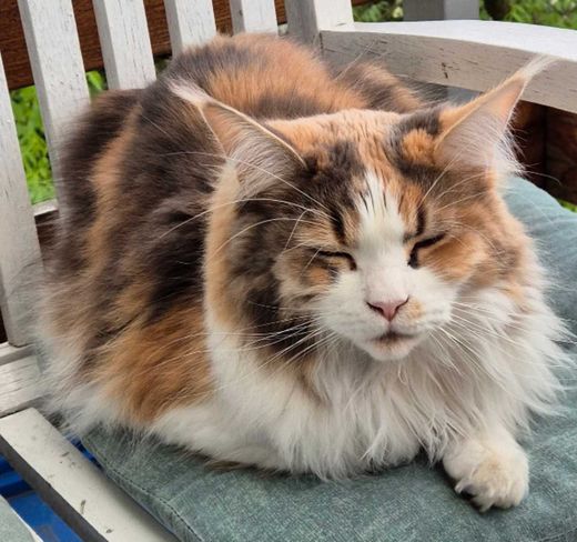 Maine Coon, blue tortie-white