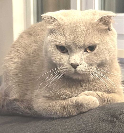 Scottish Fold, gray