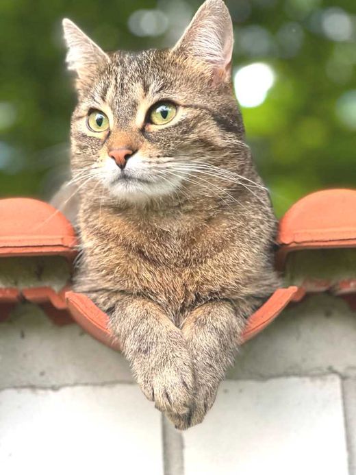 Hauskatze, braun getigert