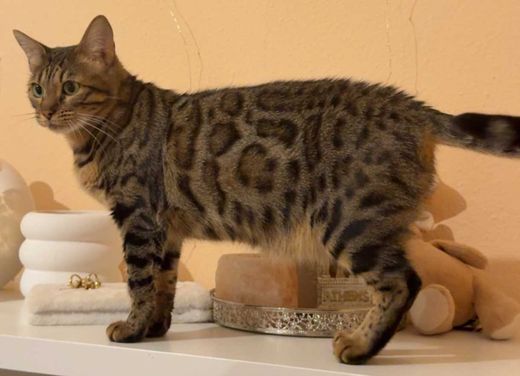 Bengal Cat, leo