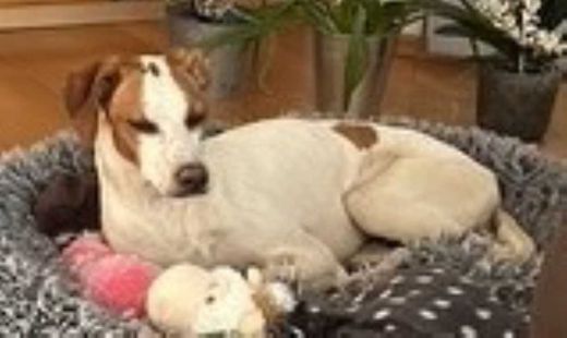 Podenco Pointer-Mix, Weiß
