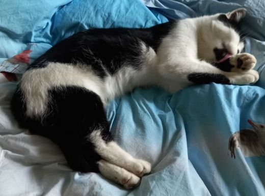 Hauskatze, schwarz-weiß