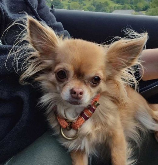 Chihuahua, braun