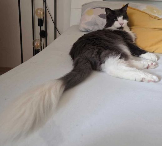 Maine Coon, grau mit weiß