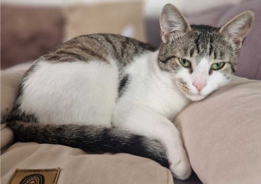 Hauskatze-Mix, weiß mit getigert