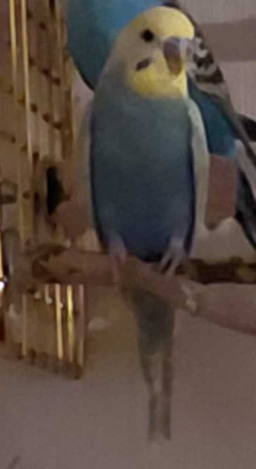 Wellensittich-Rembo-Mix, Blau Gelb