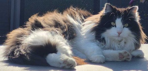 Maine Coon-Mix, schwarz-weiß