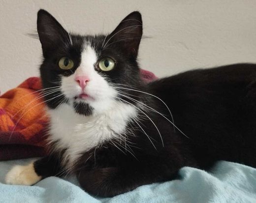 Hauskatze, schwarz-weiß