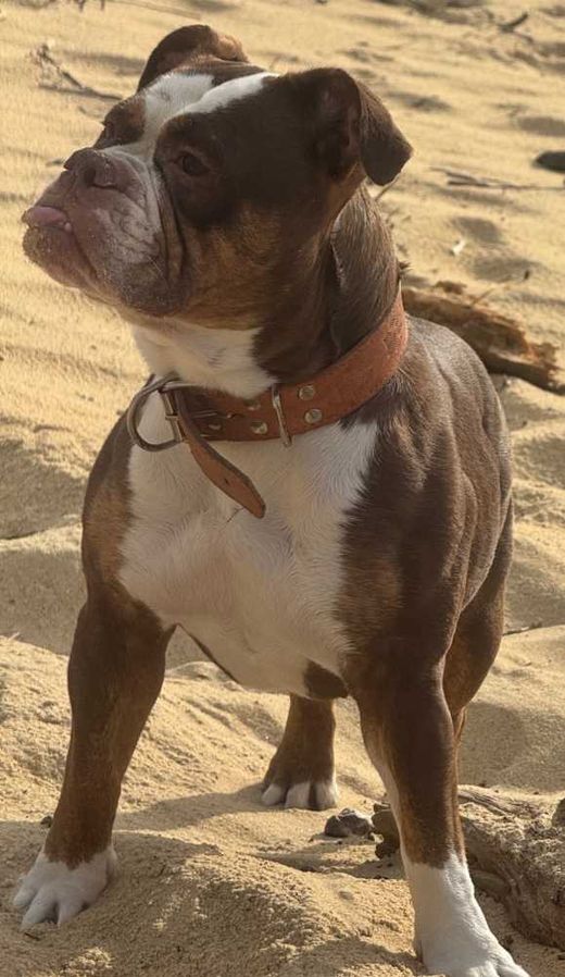 Old English Bulldog, braun mit weiß