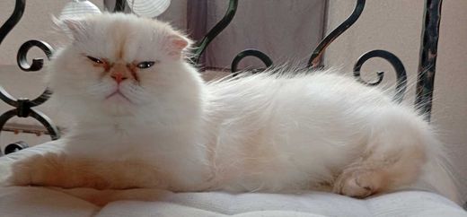 Perserkatze, coloure-point