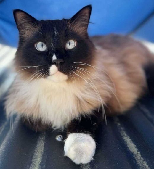 Heilige Birma-Ragdoll-Mix, braun colorpoint