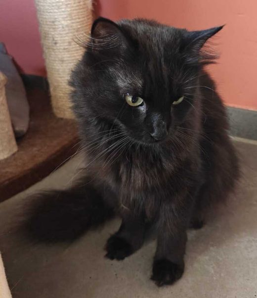 Hauskatze, schwarz