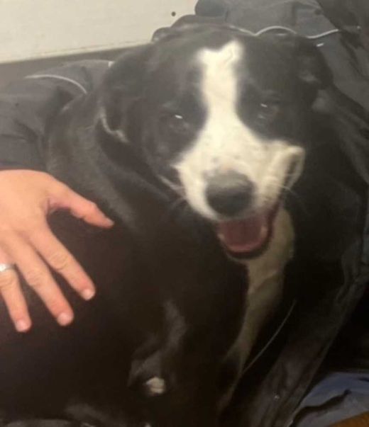 Labrador Appenzeller, Schwarz weiß