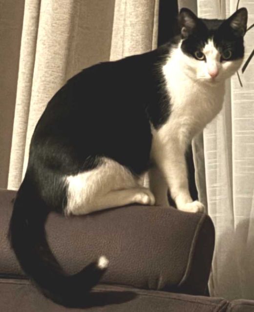 Hauskatze, weiß mit schwarz