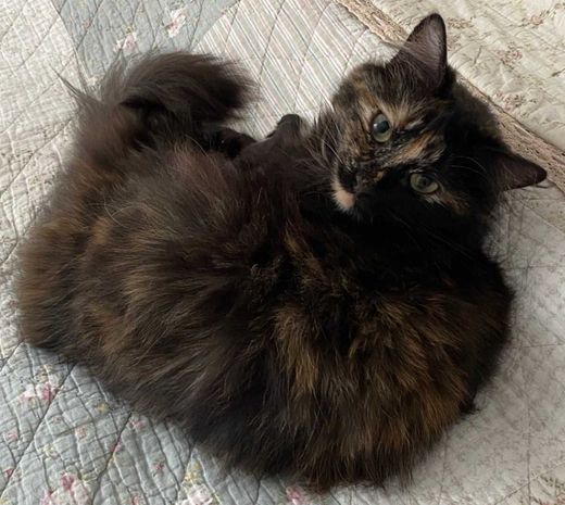 Norwegische Waldkatze-Mix, schildpatt