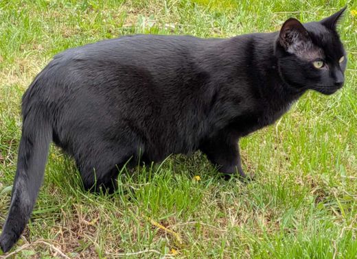 Europäisch Kurzhaar, Schwarz