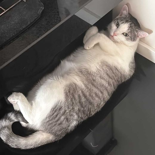 Hauskatze, weiß mit grau getigert