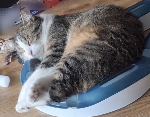 Hauskatze, grau-braun getig mit weiß