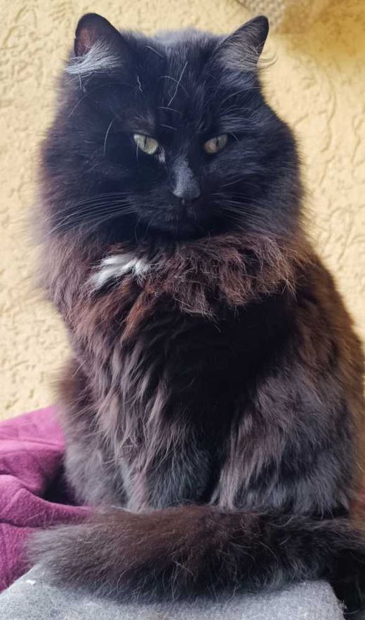 Europäische Langhaarkatze, schwarz