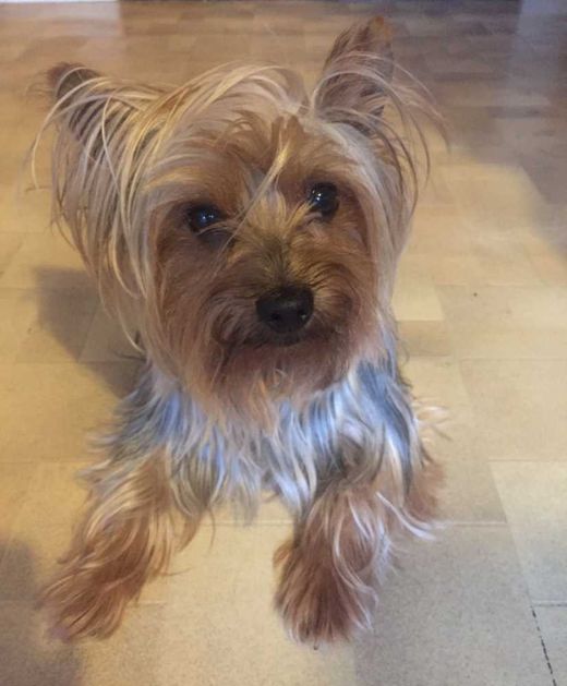 Yorkshire Terrier, Braun weiß