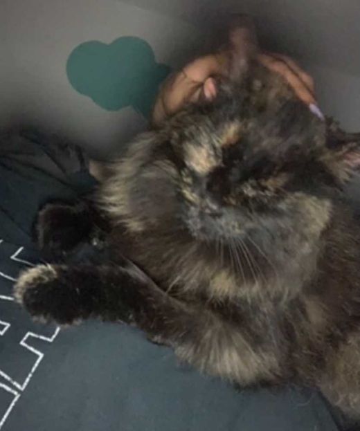 Maine Coon, black tortie