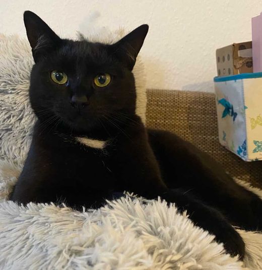 Hauskatze, schwarz mit weißen Abz