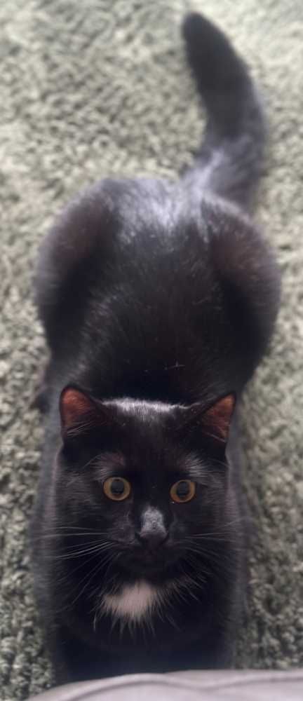 Europäisch Kurzhaar-Maine Coon-Mix, schwarz