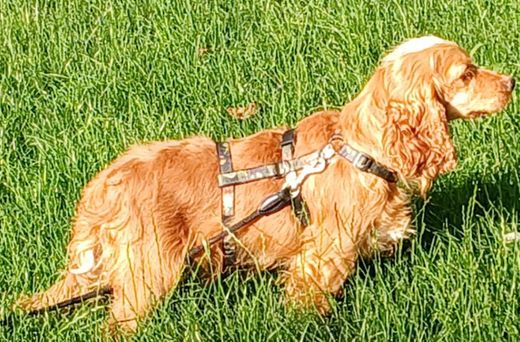 Spaniel-Mix, hellbraun-beige
