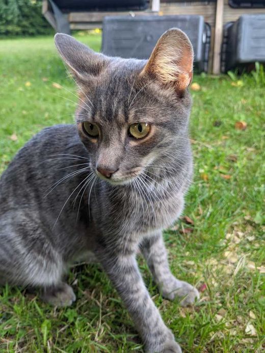 Hauskatze, grau-hellgrau getigert
