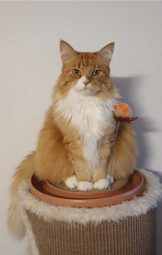 Maine Coon-Mix, Rot weiss