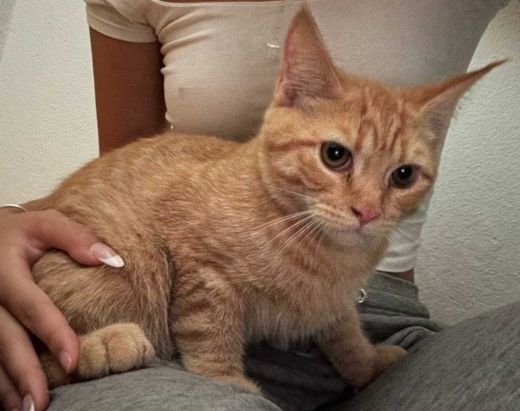 Maine Coon-Ragdoll-Mix, rot getigert mit weiß