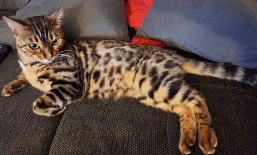 Bengal Cat, rasse typisch eher-silver