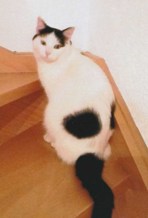 Europäisch Kurzhaar, weiß mit schwarz