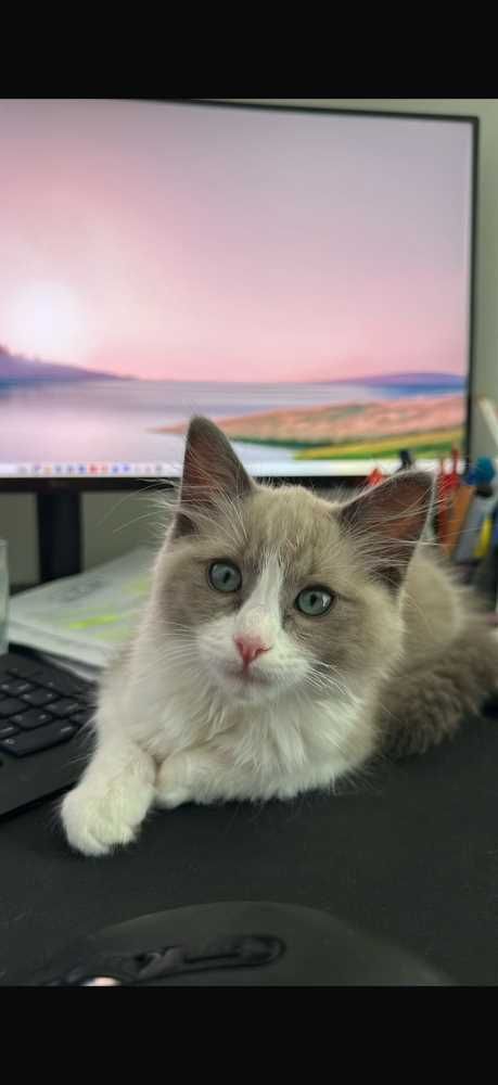 Ragdoll, Blue mink Bicolor