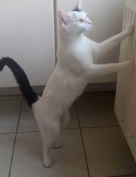 Hauskatze, weiß schwarz