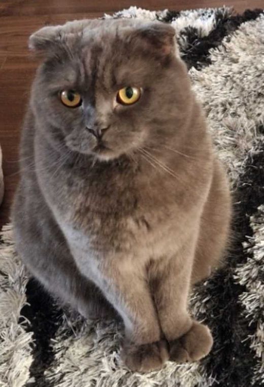 bkh-Scottish Fold-Mix, grau