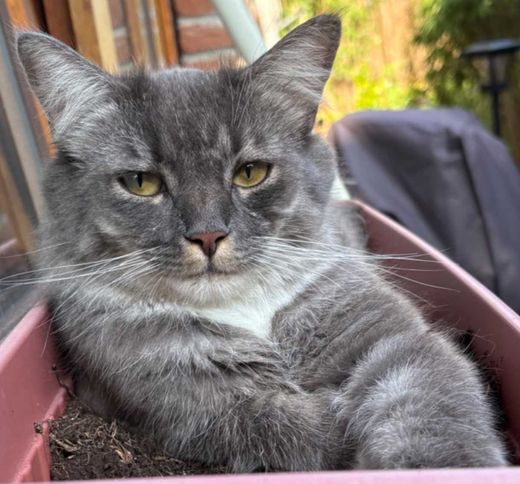 Britisch Langhaar-Maine Coon-Mix, grau mit weiß