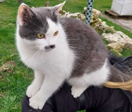 Hauskatze, Weiß-Grau