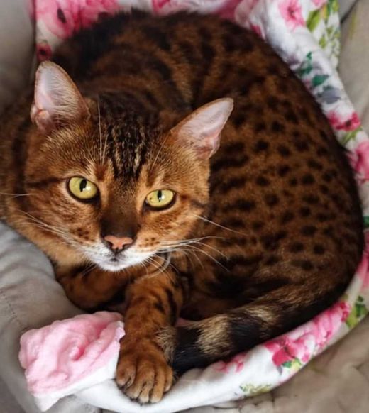 Bengal Cat, black-tabby