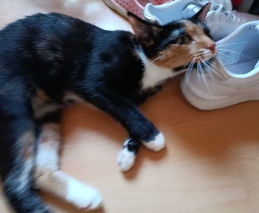 Mischling, Bunt