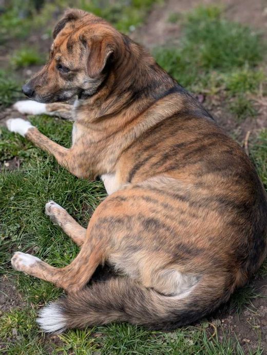 Mischlingshund, braun gestromt mit weiß