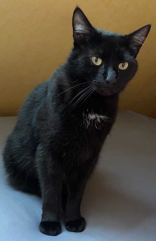 Mischling, Schwarz