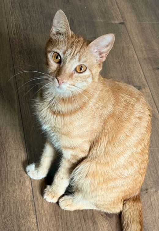 Hauskatze-Mix, orange