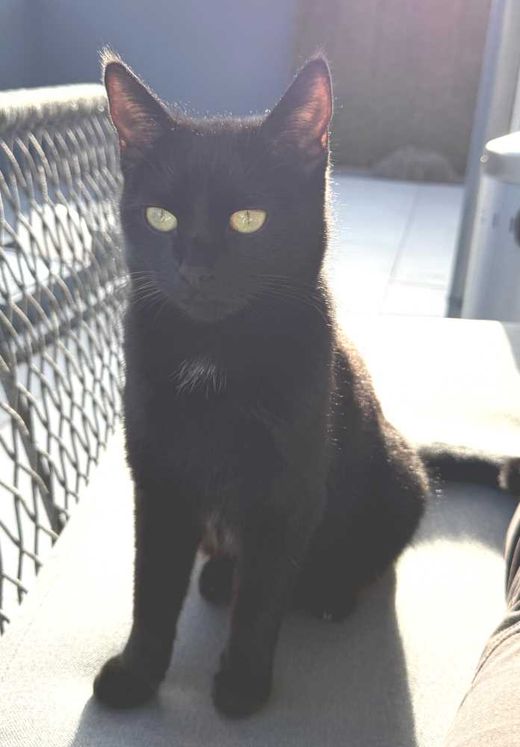 Siamkatze, schwarz