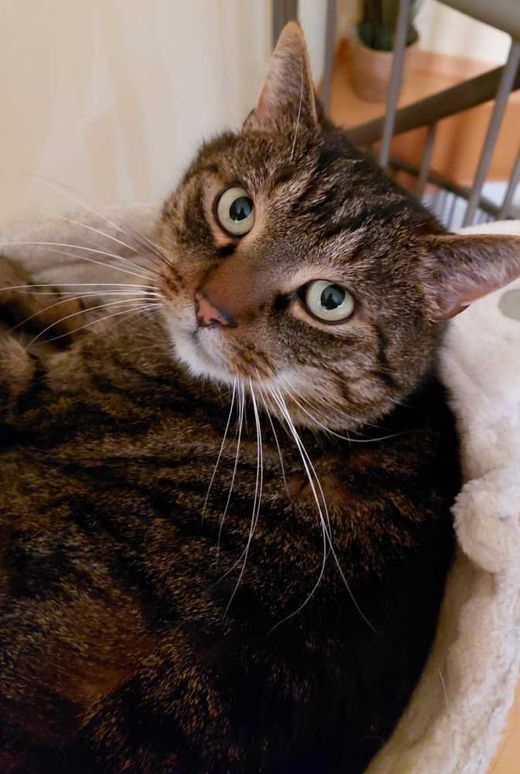 Hauskatze, braun getigert