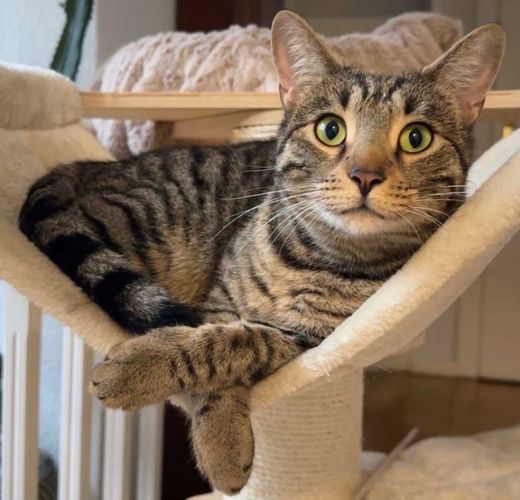 Russisch Blau-Bengal Cat-Mix, grau-braun getigert