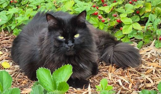 Maine Coon, schwarz