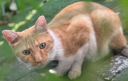 Mischling, Orange-Weiß