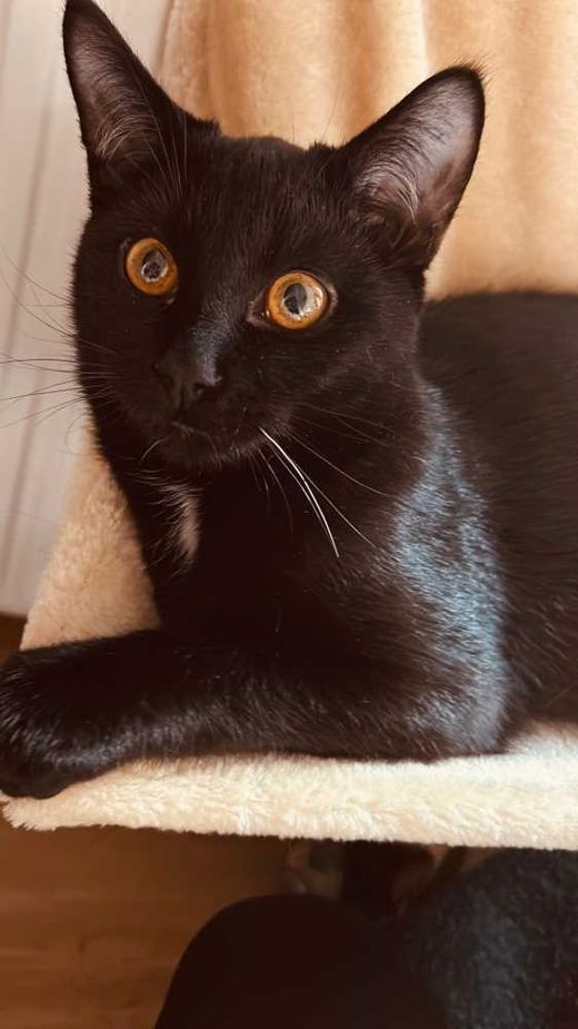 Europäisch Kurzhaar-Bombay Cat-Mix, Schwarz